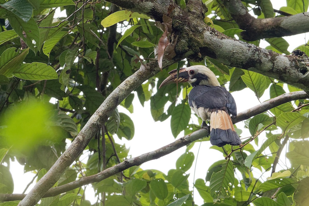 Mindanao Hornbill - Vincent Wang