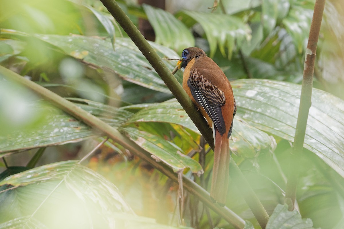 Philippine Trogon - ML163323661