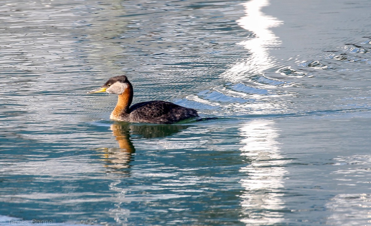 Red-necked Grebe - Teresa Connell