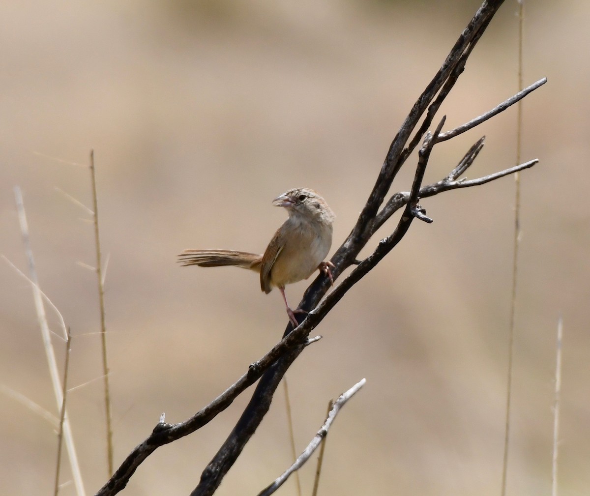 Botteri's Sparrow - ML163324061