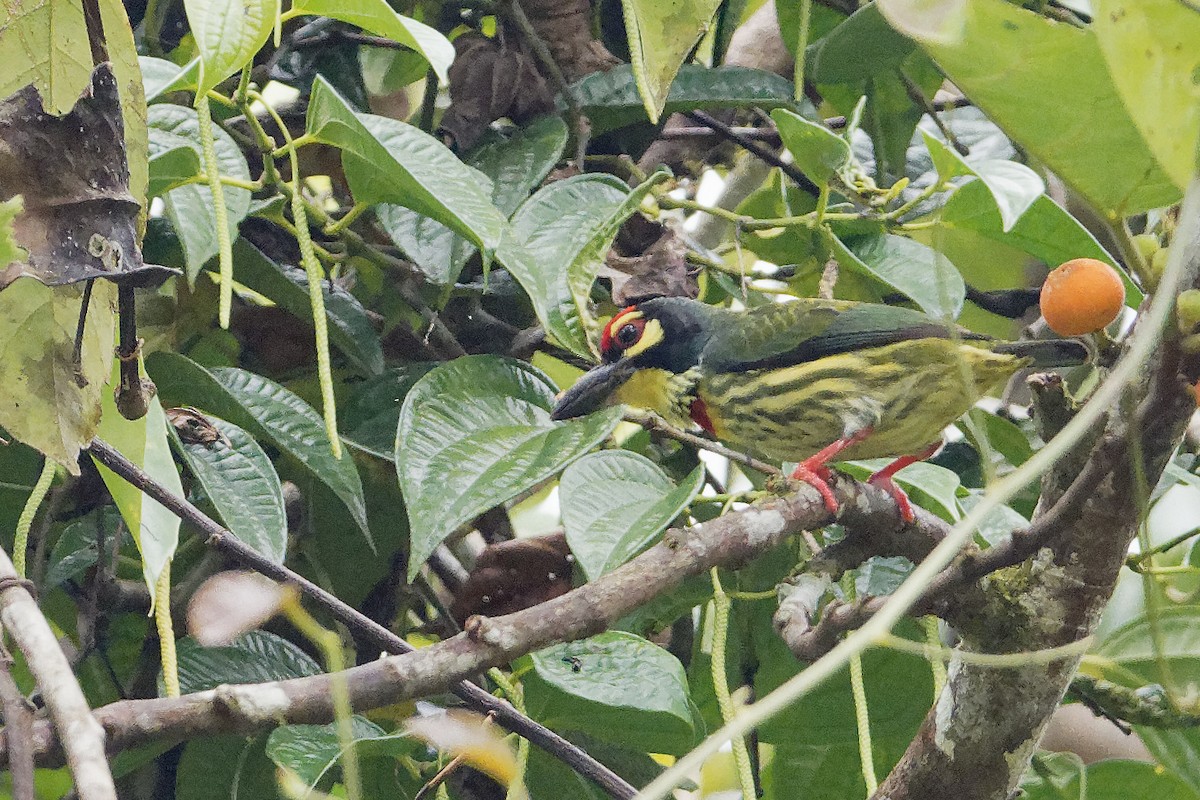 Coppersmith Barbet - ML163324241