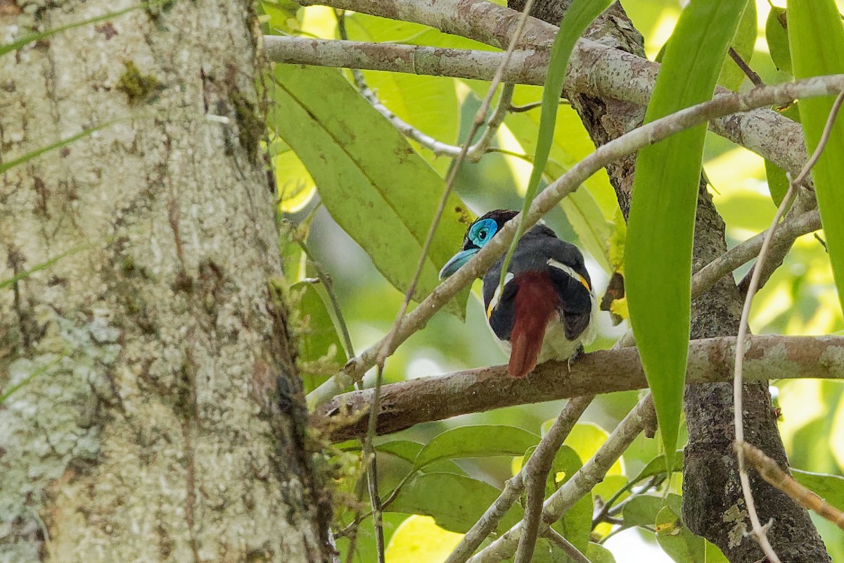 Wattled Broadbill - ML163324811