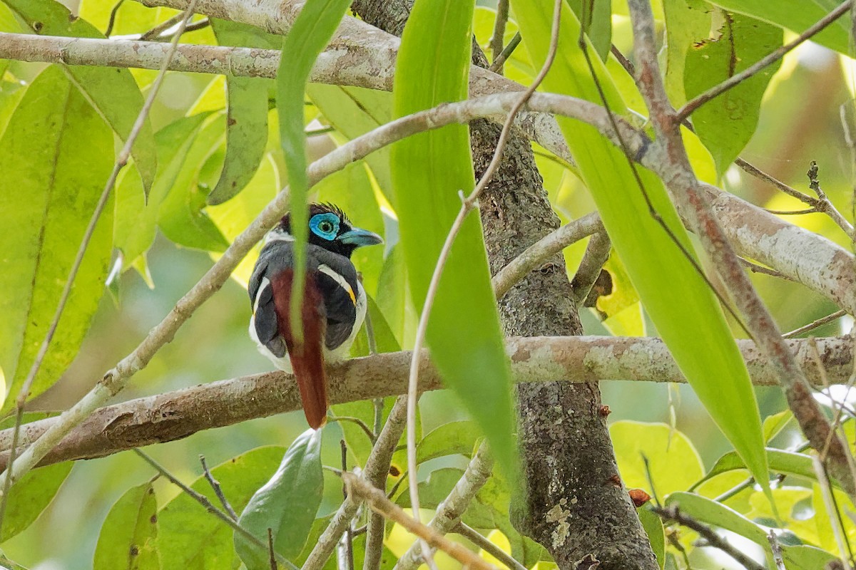 Wattled Broadbill - ML163324831