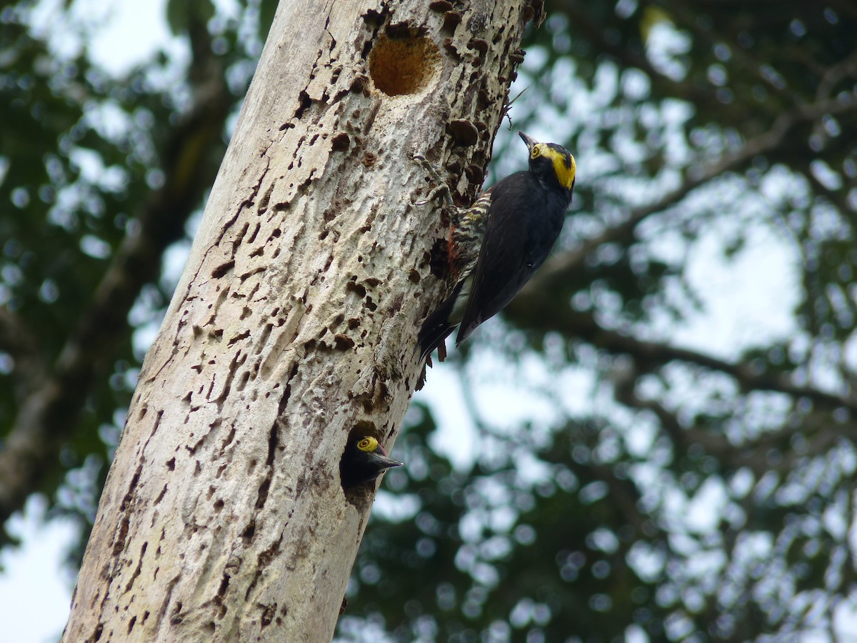 Yellow-tufted Woodpecker - Samuel Barrera Hernandez