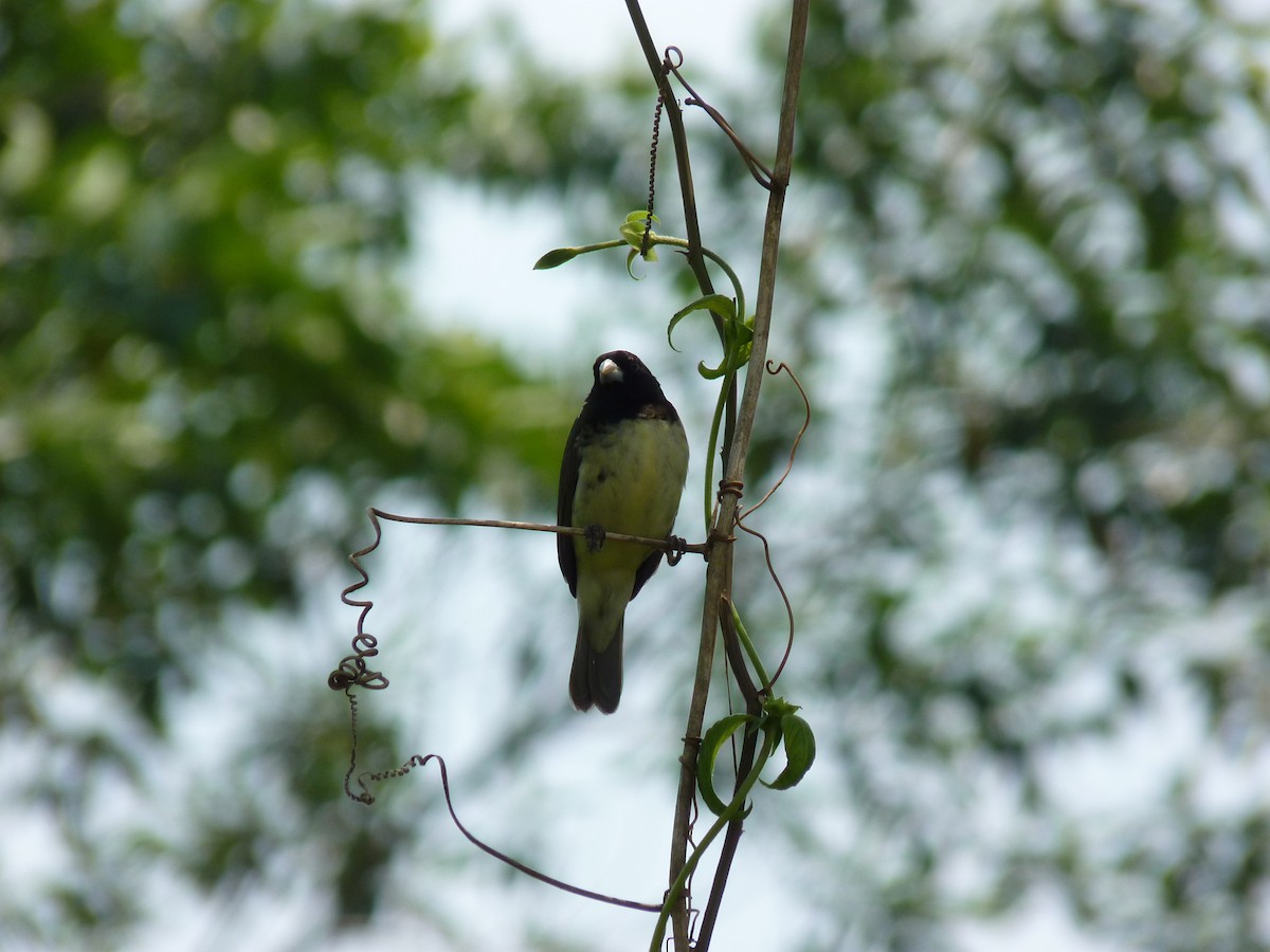 Yellow-bellied Seedeater - ML163325731