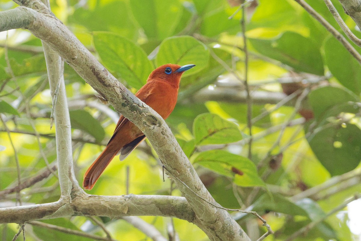 Rufous Paradise-Flycatcher (Southern) - ML163325811