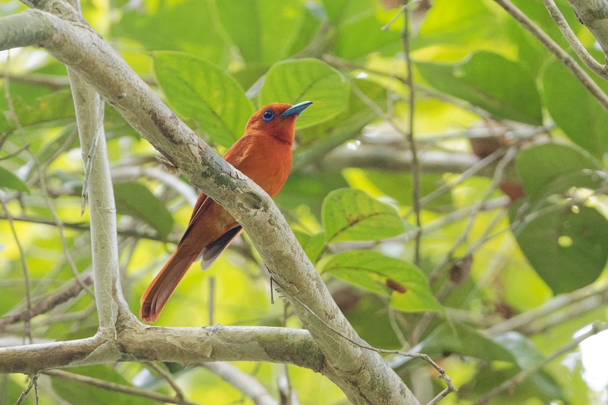 Rufous Paradise-Flycatcher (Southern) - ML163325831