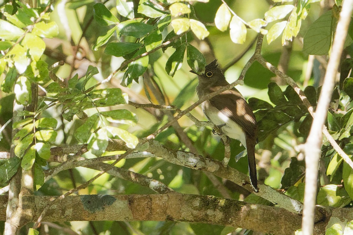 Yellow-wattled Bulbul - ML163326091