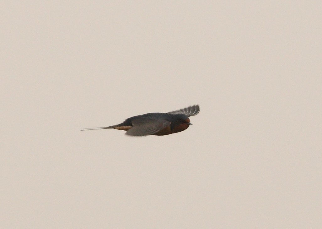 Barn Swallow (American) - ML163326221