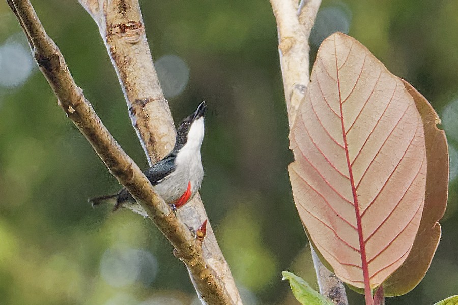Red-keeled Flowerpecker - ML163326281