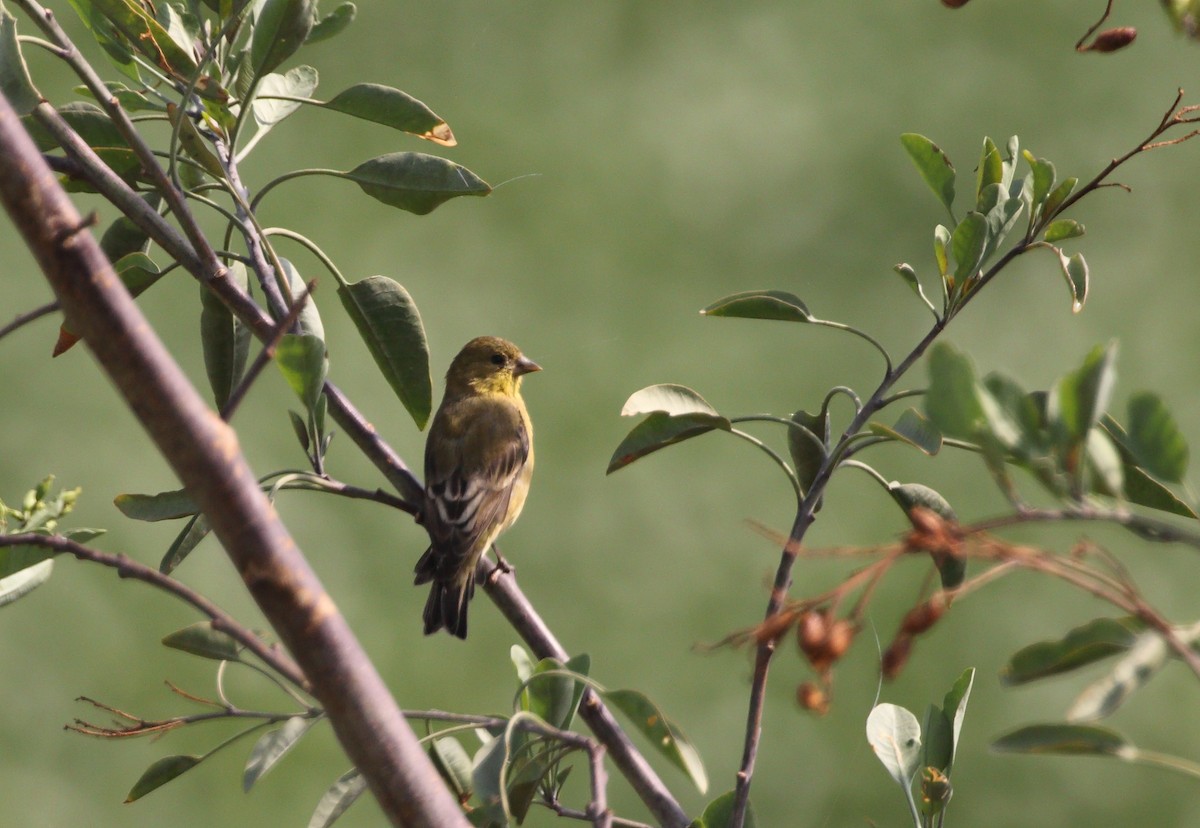 Lesser Goldfinch - Anuar López