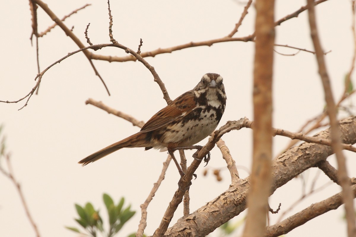 Song Sparrow (mexicana Group) - ML163326821