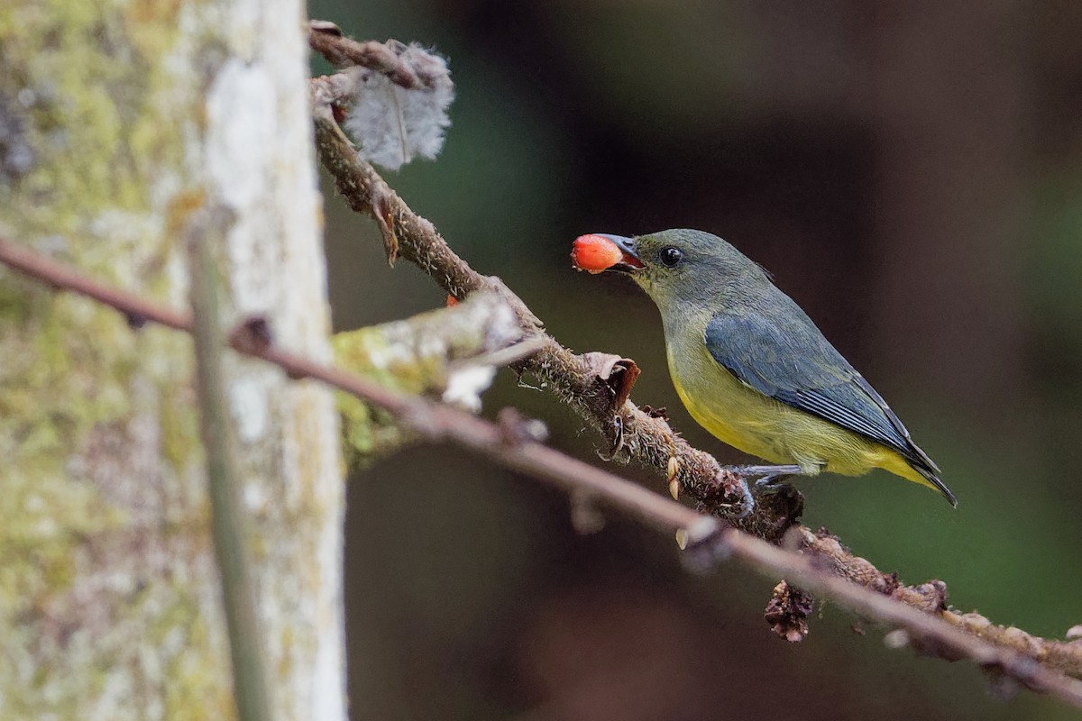 Orange-bellied Flowerpecker - ML163326951