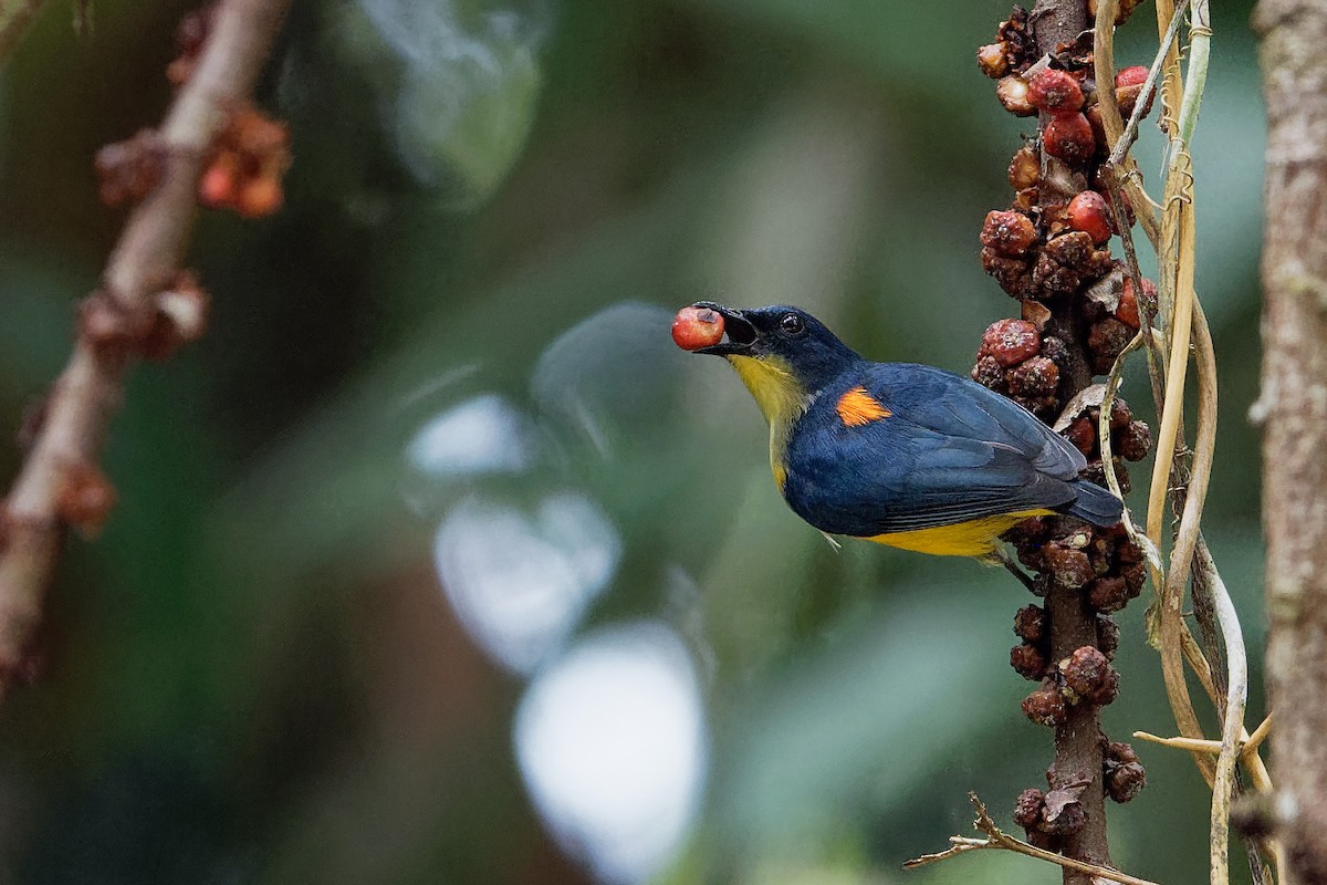 Orange-bellied Flowerpecker - ML163327011