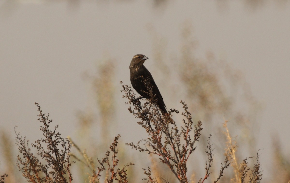 Red-winged Blackbird (Mexican Bicolored) - ML163327081