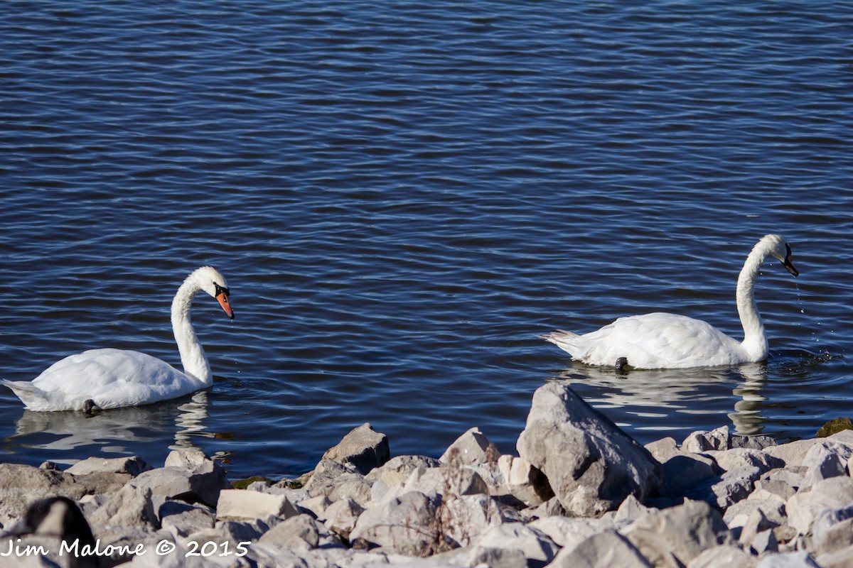 Mute Swan - Charlene  Malone