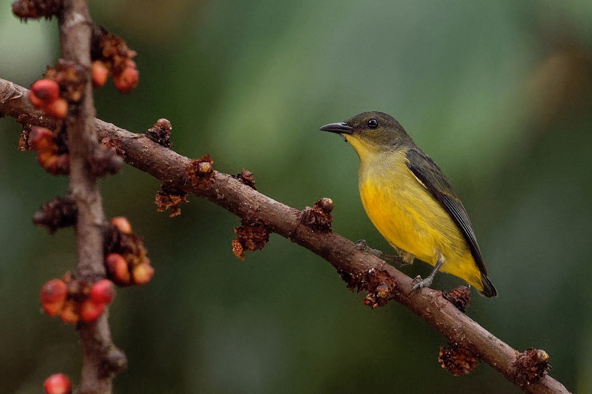 Orange-bellied Flowerpecker - ML163327231