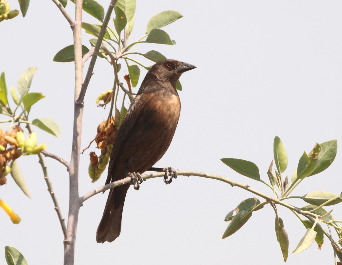 Bronzed Cowbird - ML163327241