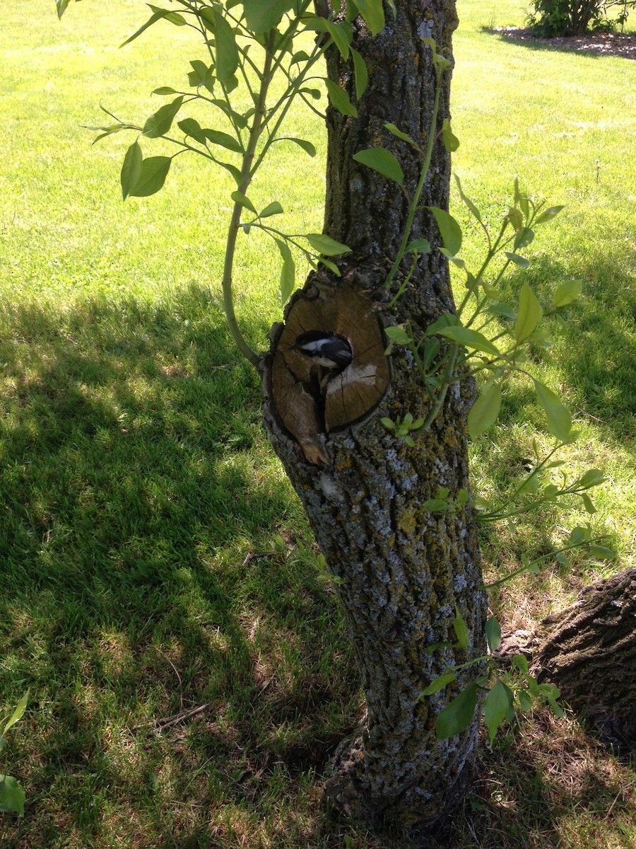 Black-capped Chickadee - ML163327281