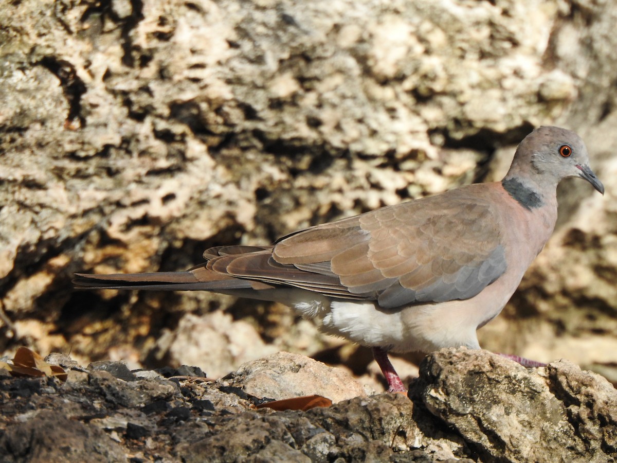 Philippine Collared-Dove - ML163327421