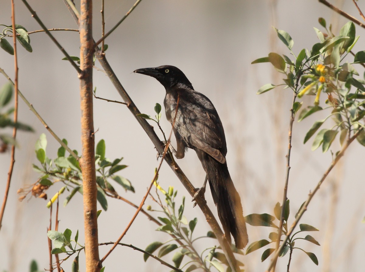 Great-tailed Grackle (Great-tailed) - ML163327681