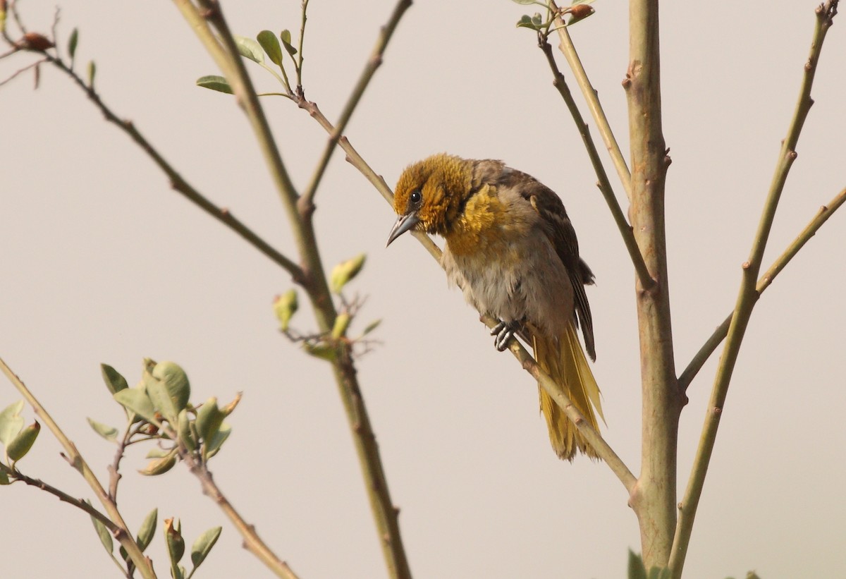 Black-backed Oriole - ML163328891