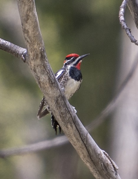 Red-naped Sapsucker - ML163329251