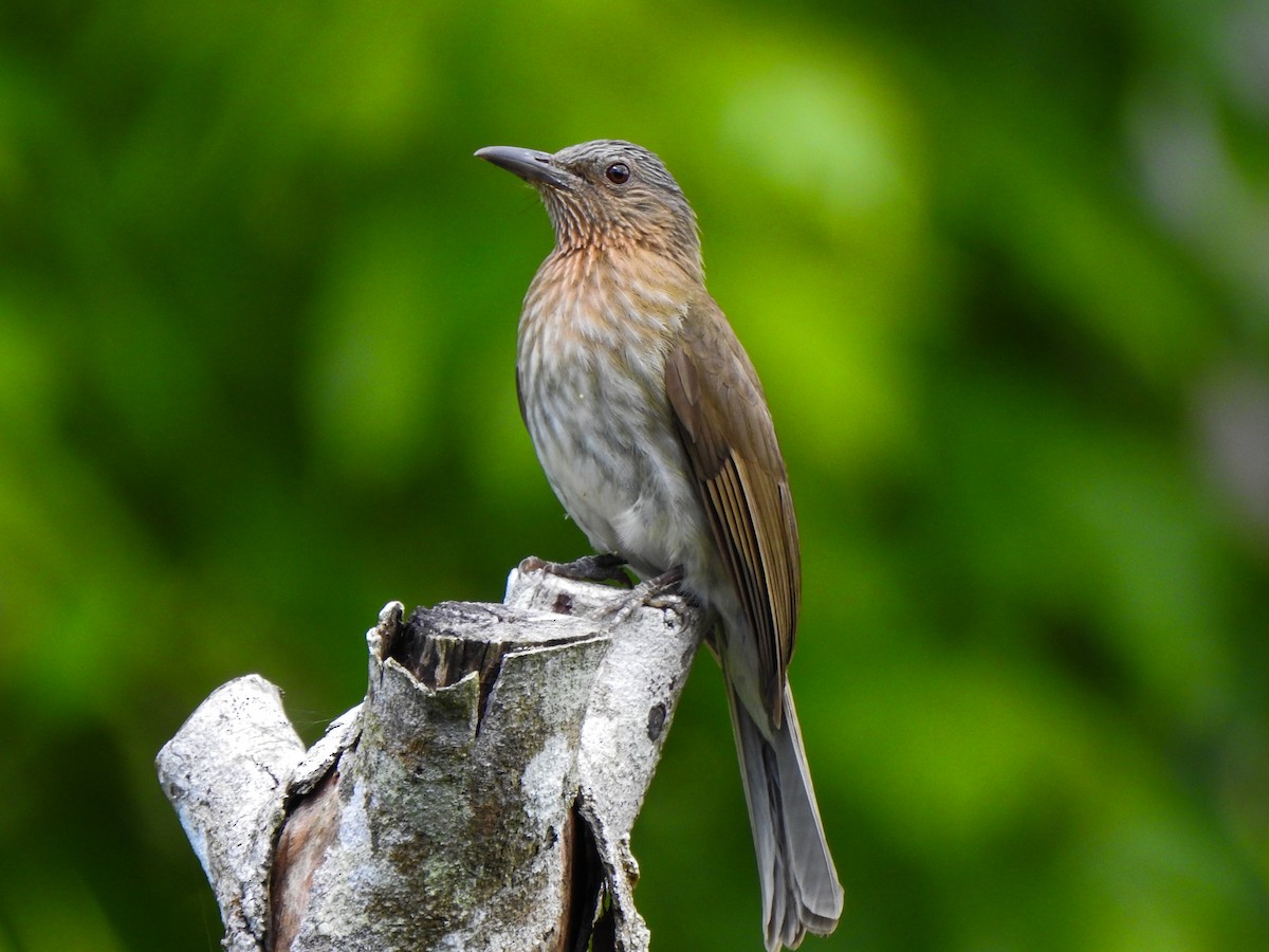 Visayan Bulbul - Pam Rasmussen
