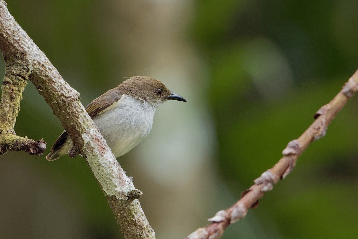 White-bellied Flowerpecker - ML163330111