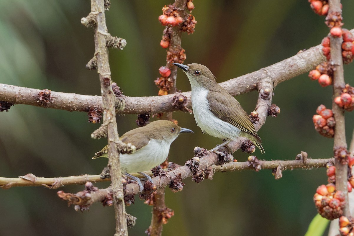 White-bellied Flowerpecker - ML163330241