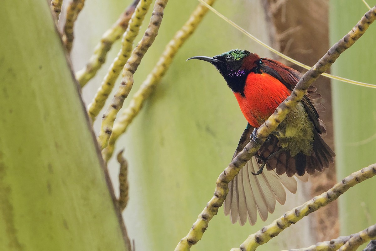 Purple-throated Sunbird (Purple-throated) - ML163331401