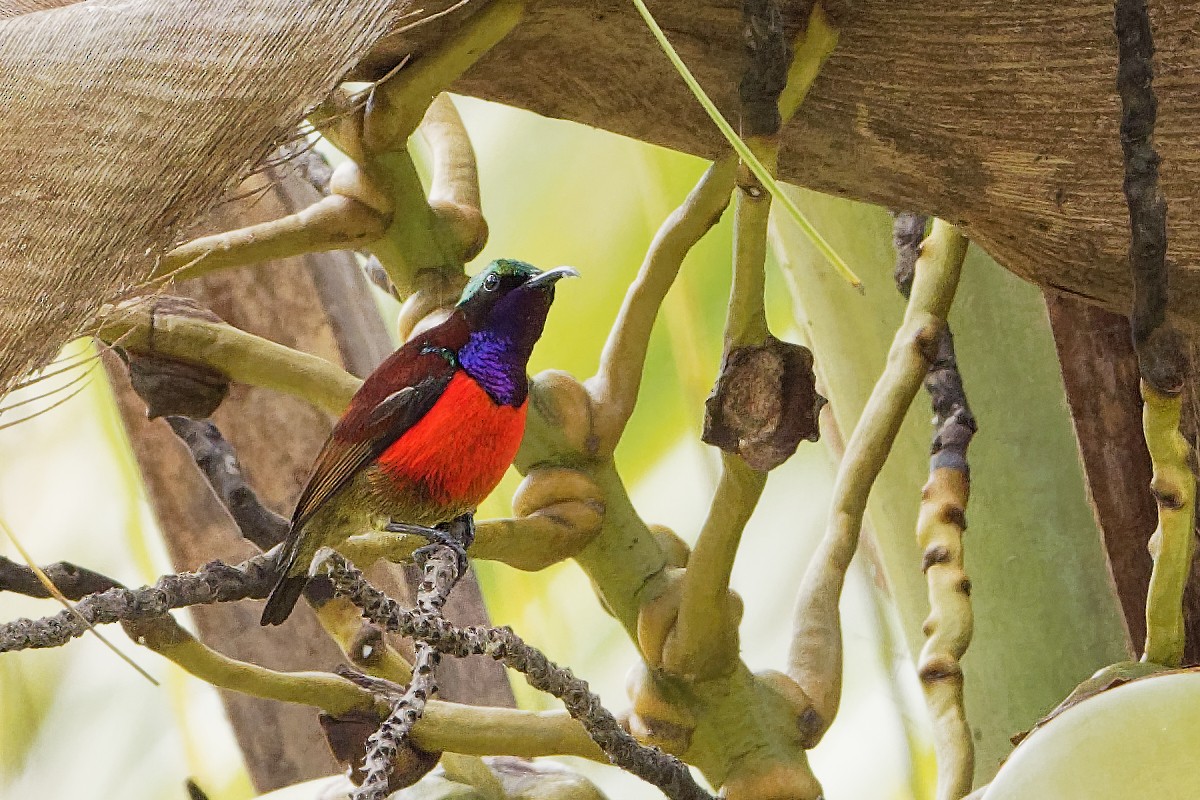 Purple-throated Sunbird (Purple-throated) - ML163331421