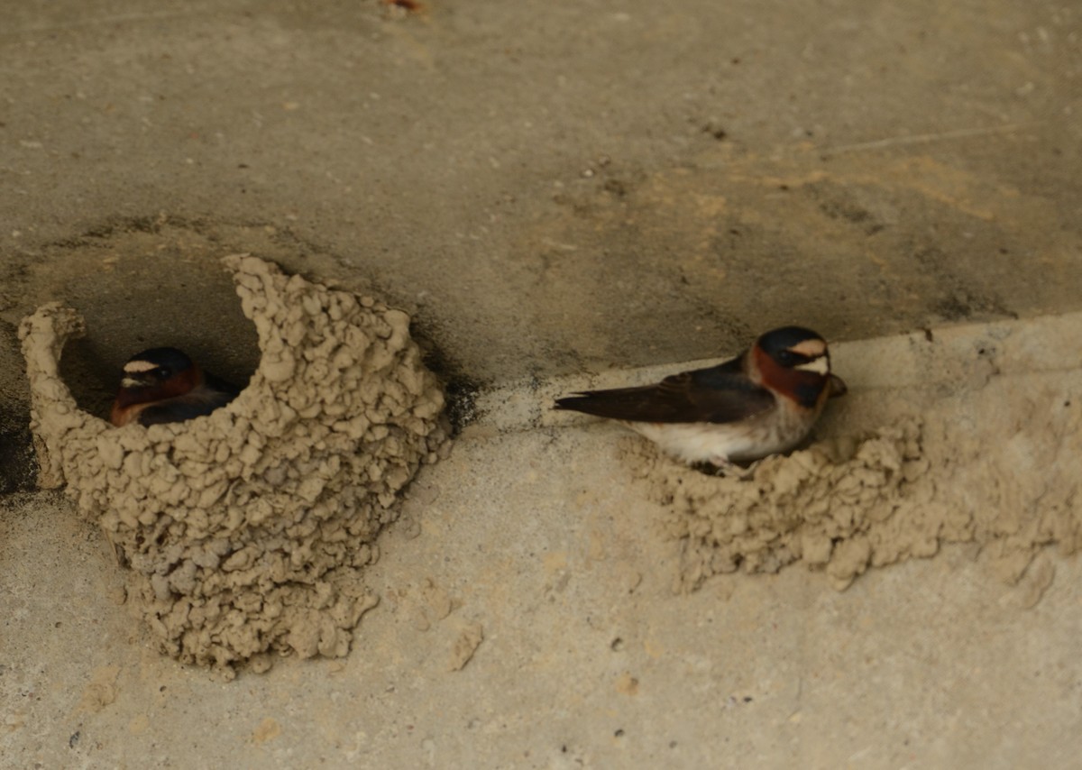 Cliff Swallow - ML163331541