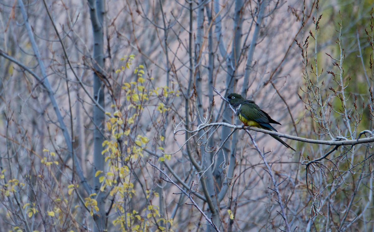 Burrowing Parakeet - ML163331911