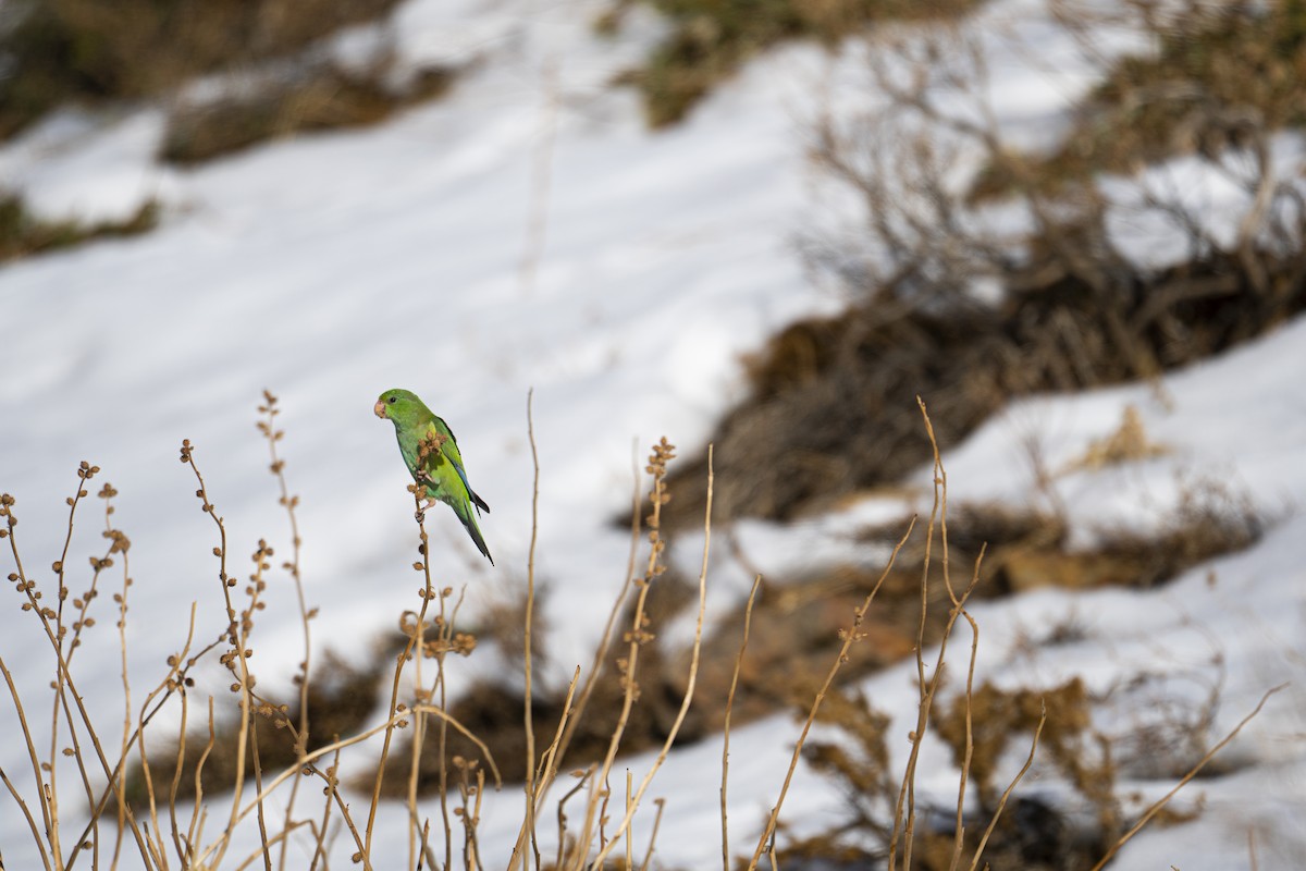 Mountain Parakeet - Rodrigo Calderón Castillo (Wudko)