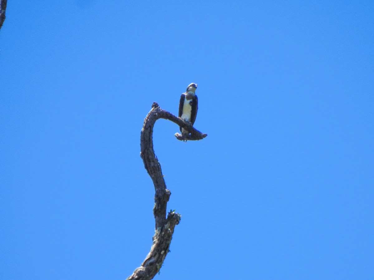 Águila Pescadora - ML163334621