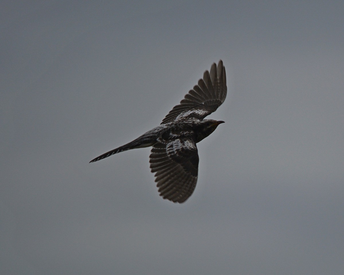 Pallid Cuckoo - ML163335711