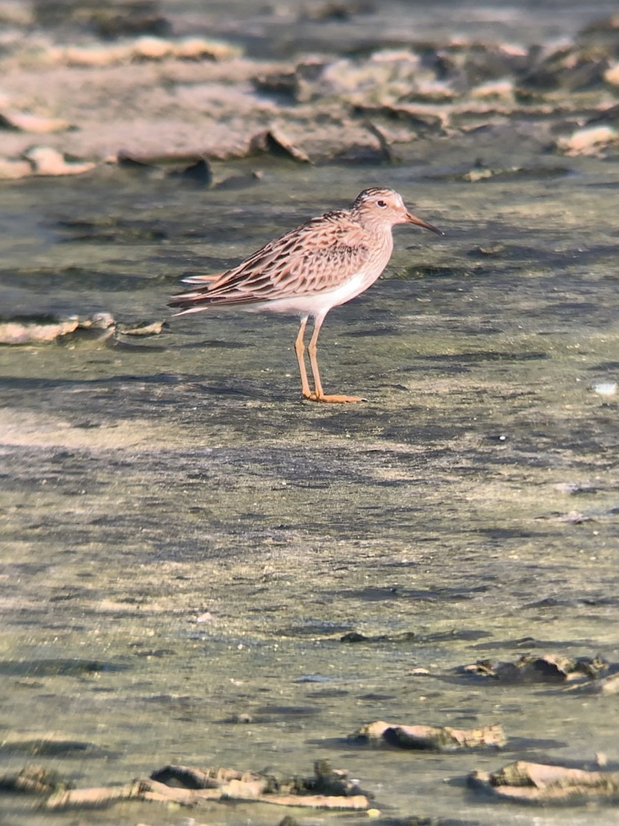 Graubrust-Strandläufer - ML163335821