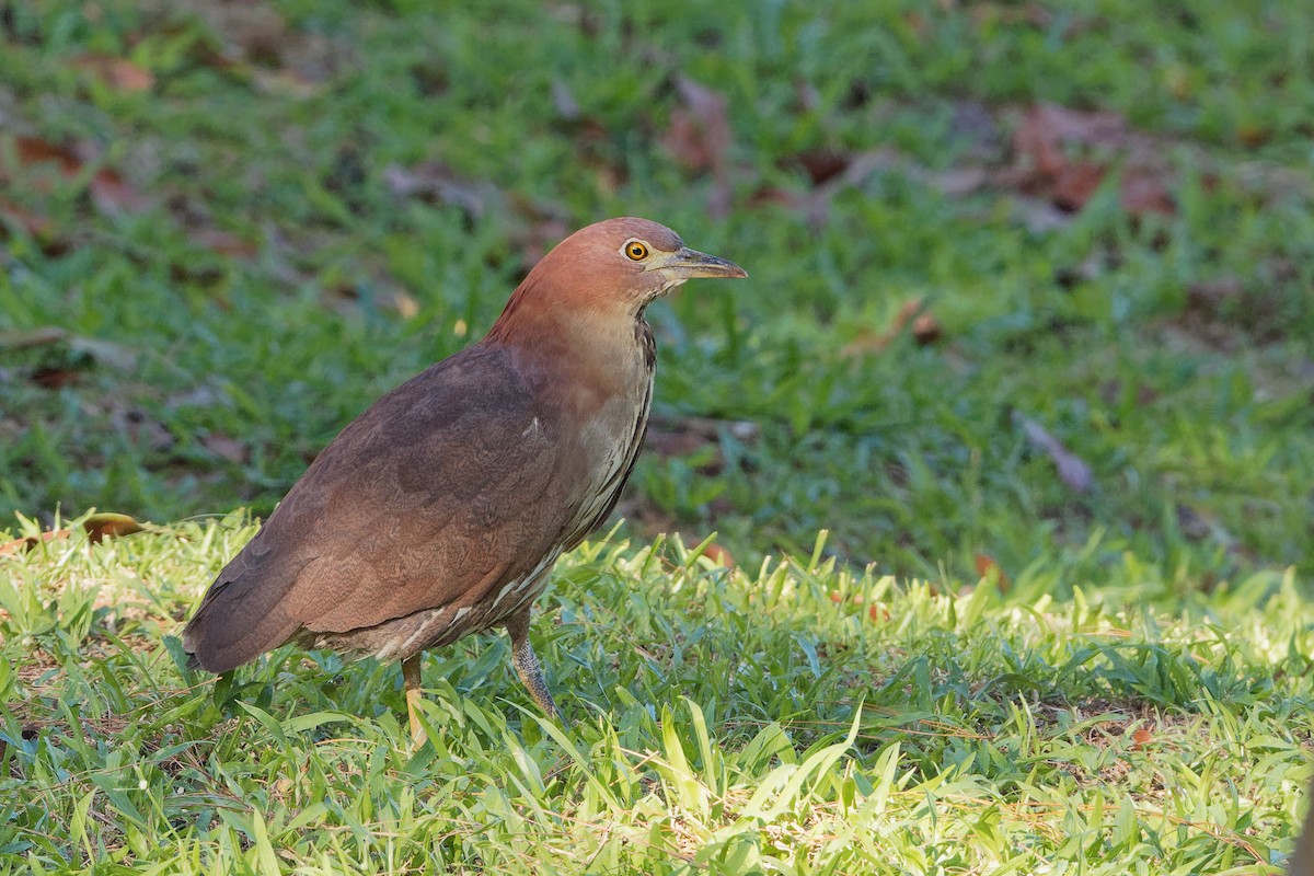 Japanese Night Heron - ML163336211