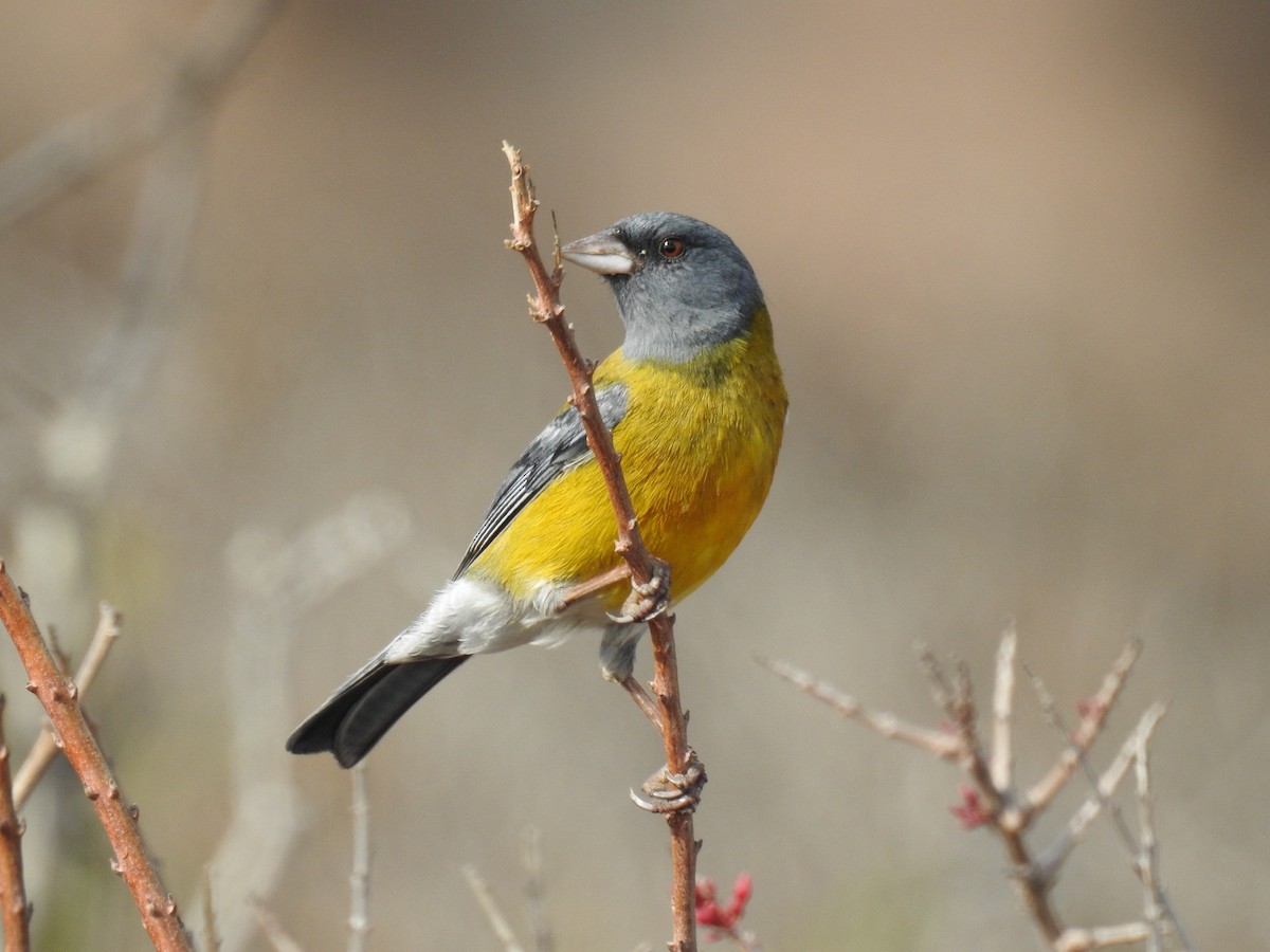 Gray-hooded Sierra Finch (minor) - ML163336411