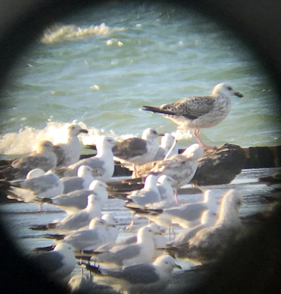 Lesser Black-backed Gull - ML163337691