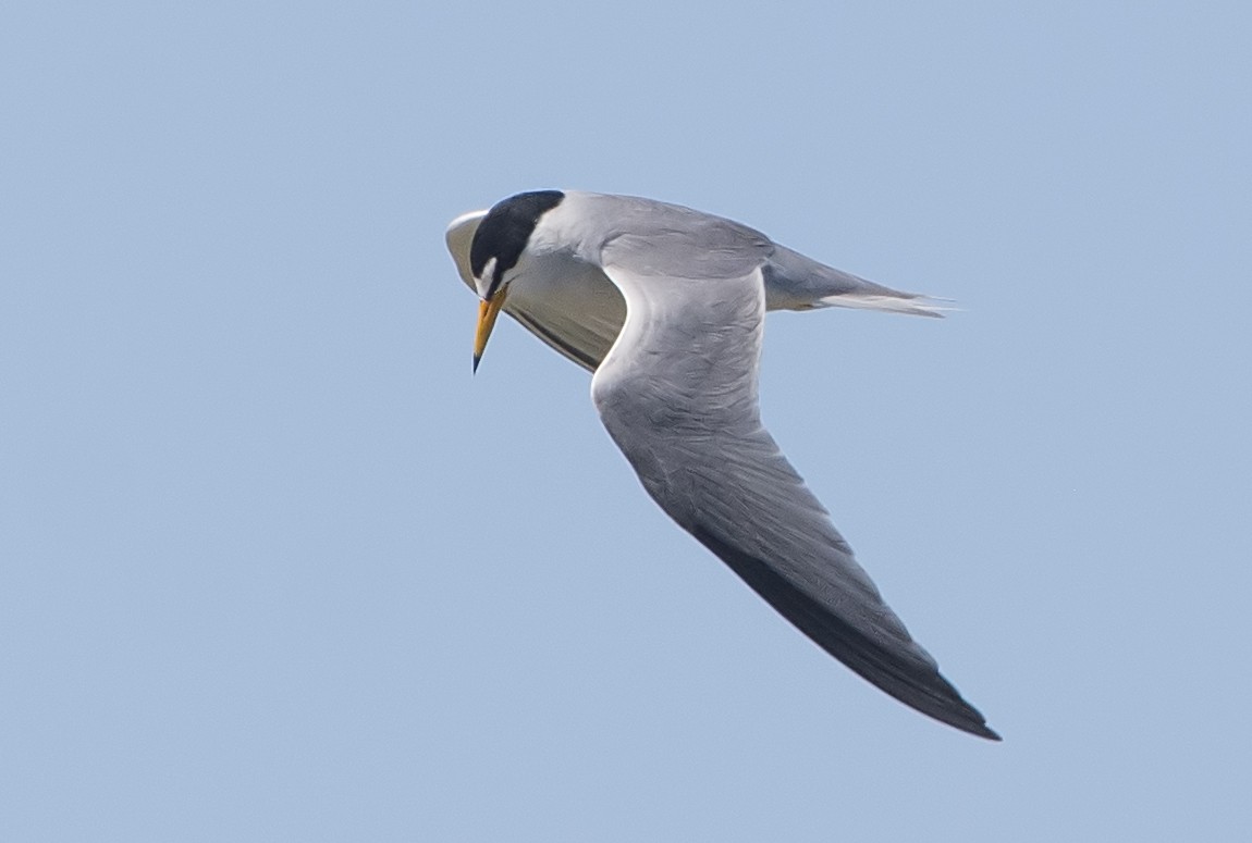 Least Tern - Jerry Ting