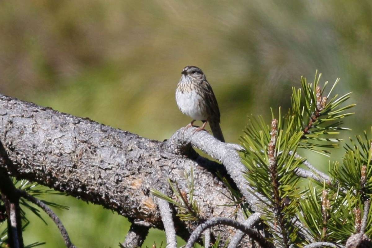 Lincoln's Sparrow - ML163338491