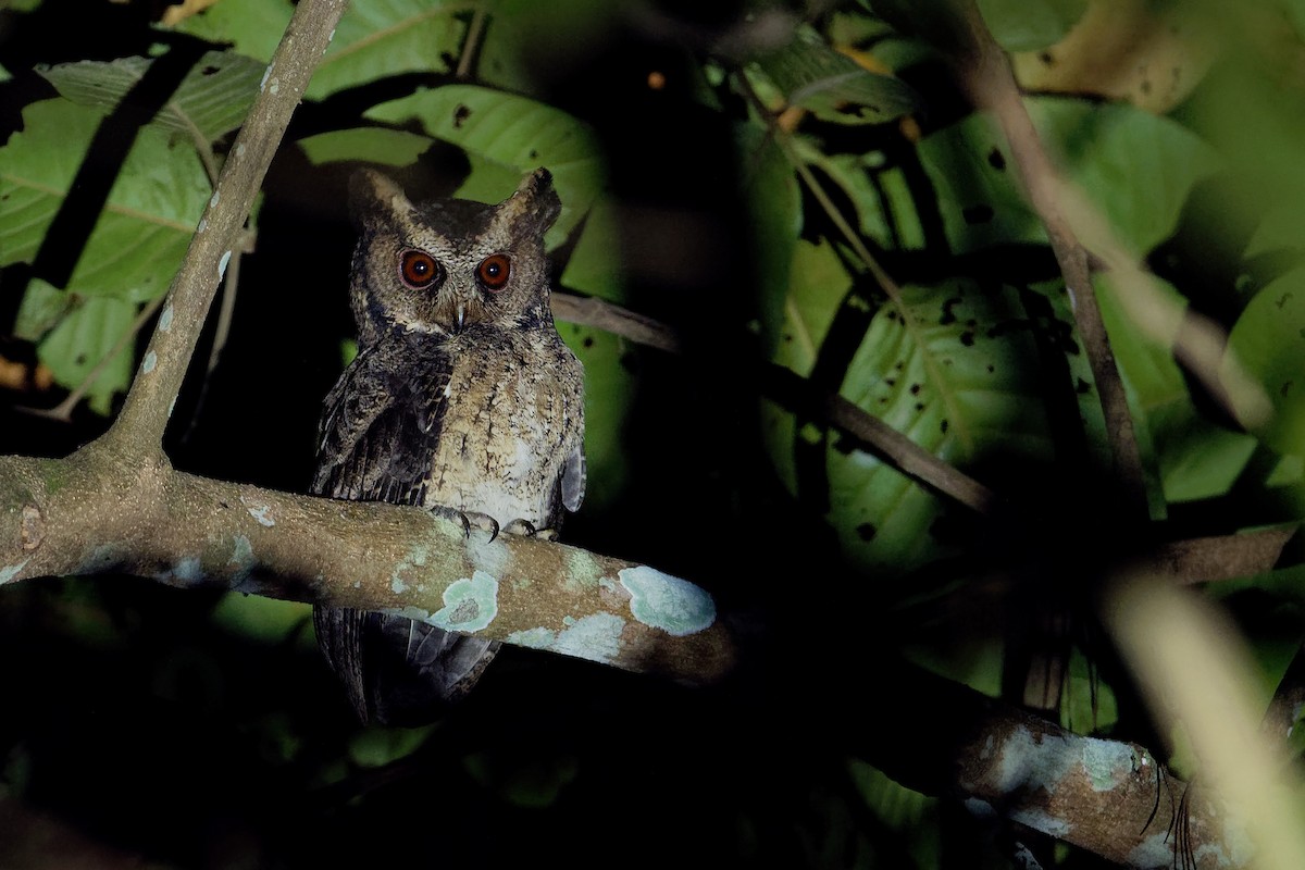 Everett's Scops-Owl - ML163338841