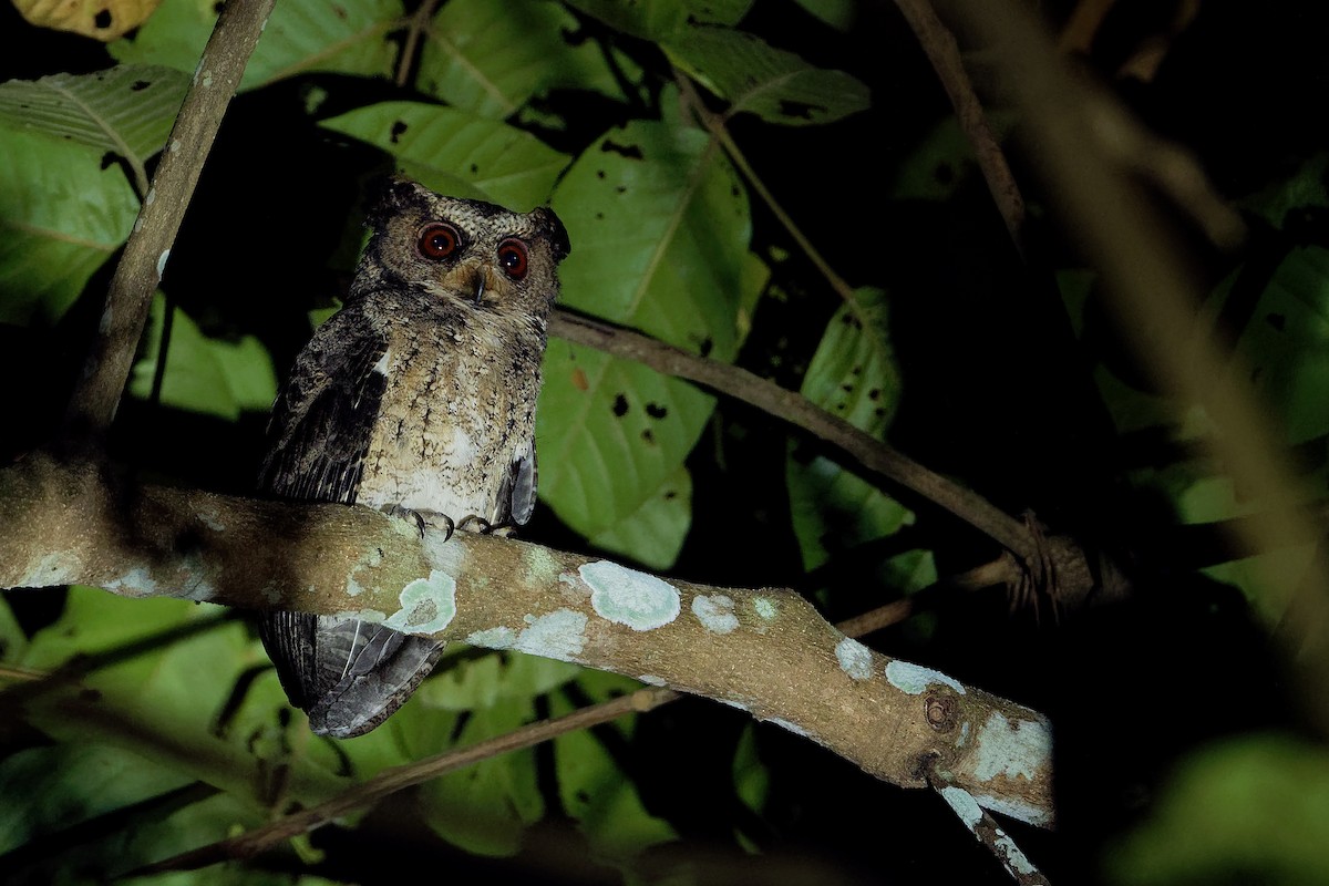 Everett's Scops-Owl - ML163338871