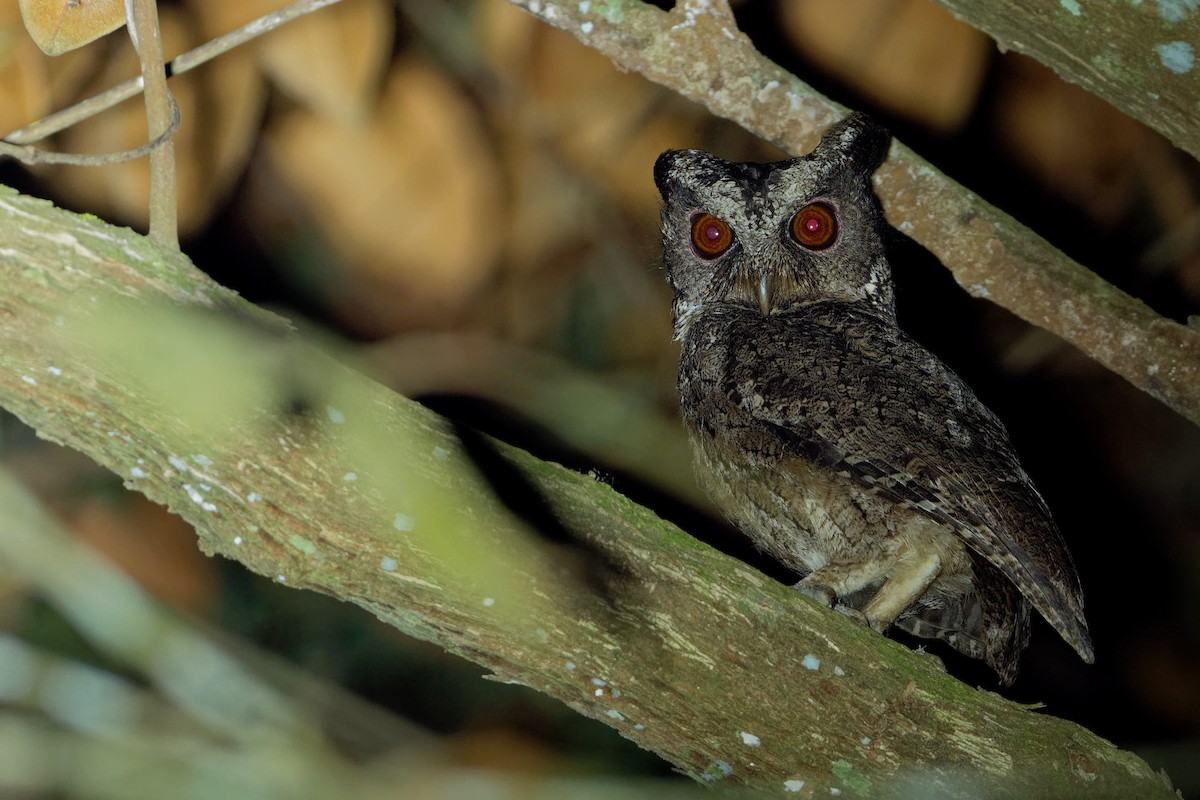 Everett's Scops-Owl - ML163338921