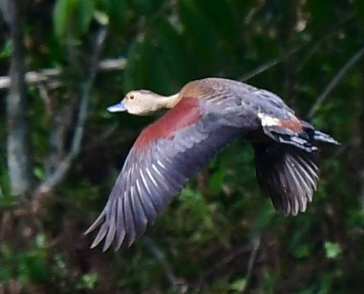 Dendrocygne siffleur - ML163342041