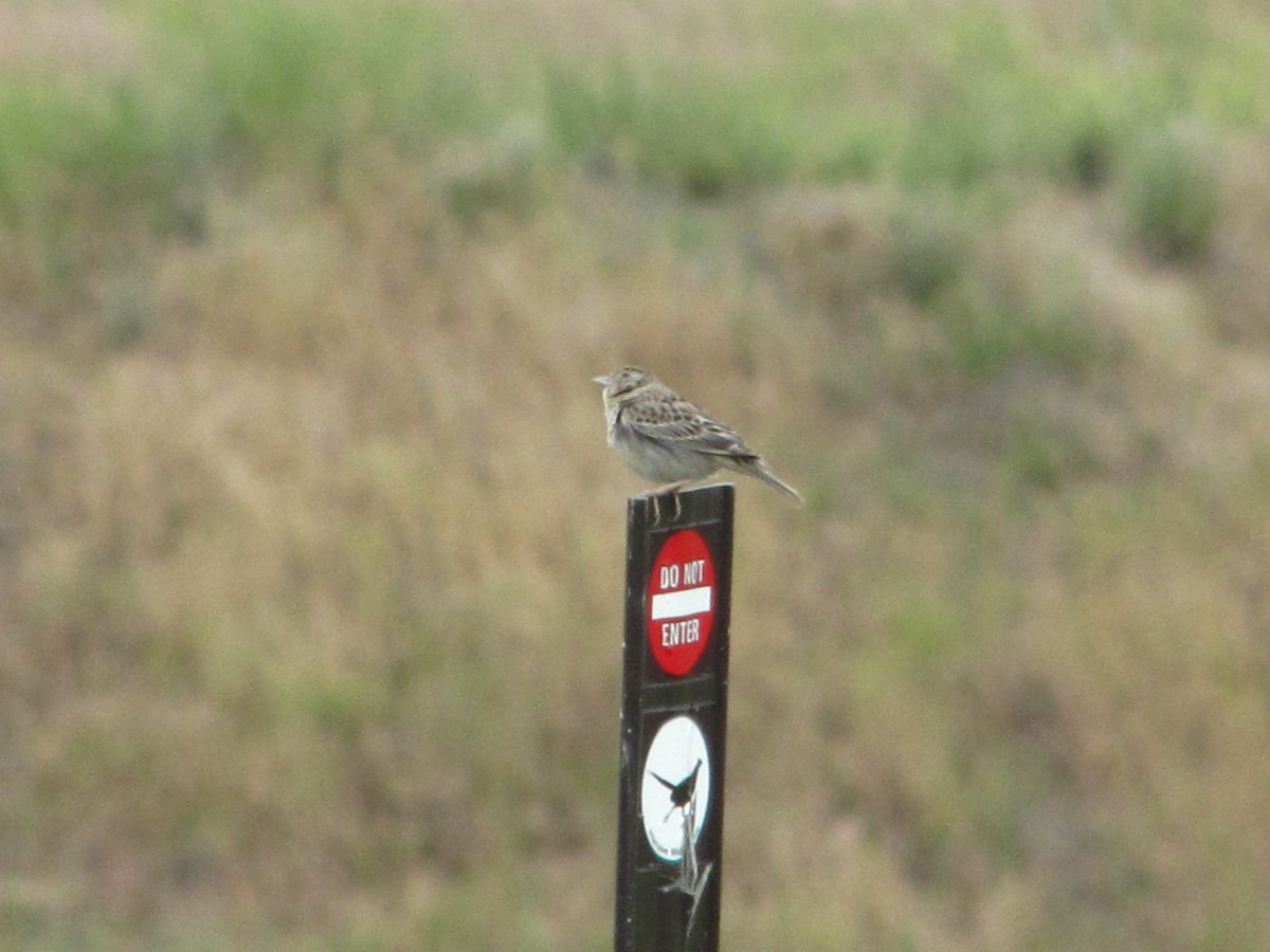 Grasshopper Sparrow - ML163343911