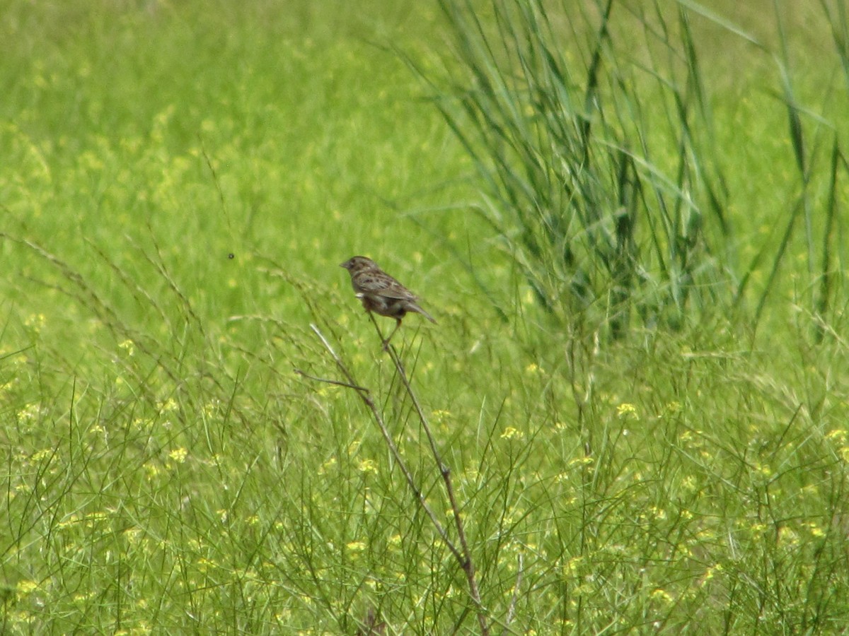 Grasshopper Sparrow - ML163343981