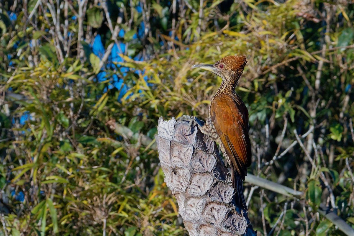 Buff-spotted Flameback - Vincent Wang